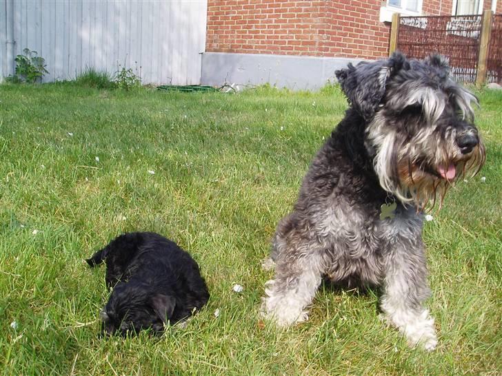 Dvaergschnauzer Cæsar ¤DØD¤ - Passer på min nye lillebror... billede 14