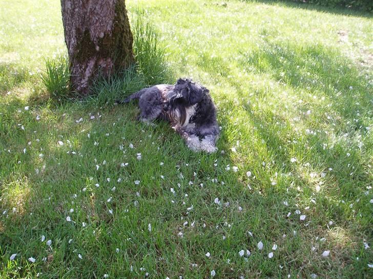 Dvaergschnauzer Cæsar ¤DØD¤ - Godt med lidt skygge... billede 15