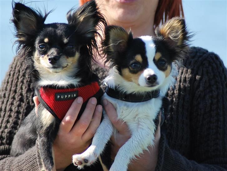Chihuahua Silke - Silke og hendes hvalp Anton (mine forældres) billede 17