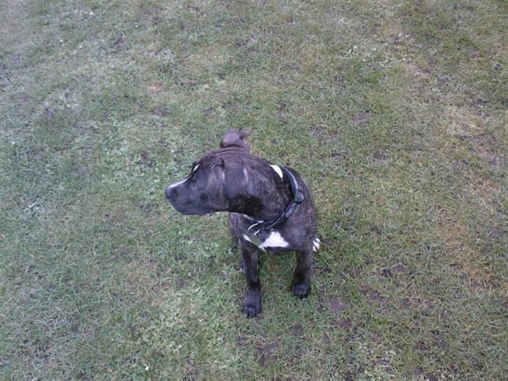 Amerikansk staffordshire terrier Loco billede 18