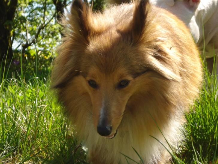 Shetland sheepdog Trille (himmelhund)  billede 13