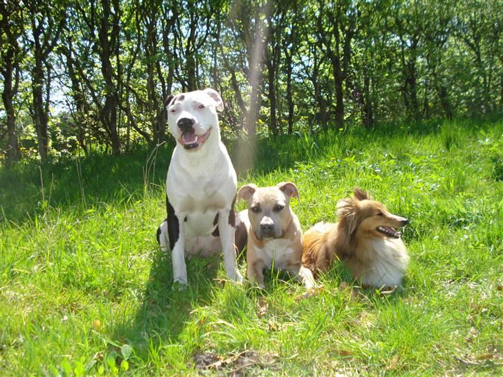 Shetland sheepdog Trille (himmelhund)  billede 14