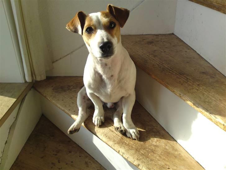 Jack russell terrier Cult billede 10