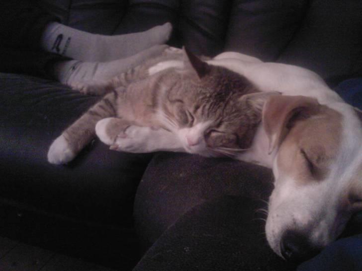 Jack russell terrier Cult billede 11