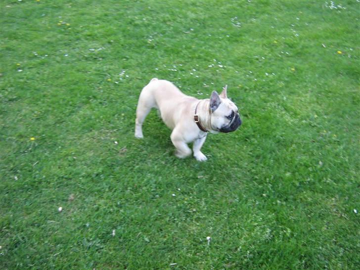 Fransk bulldog Bubbi . ( Før Lordo ) - så nu er jeg klar til løjer.. KOM SÅ!!!! billede 2