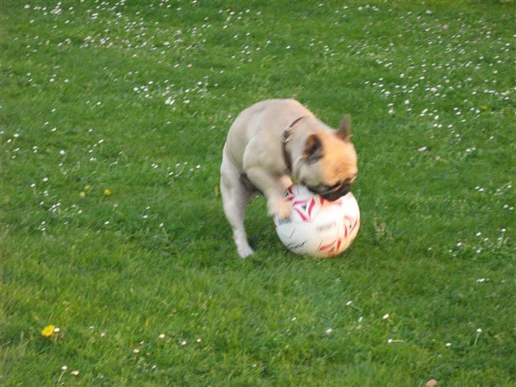 Fransk bulldog Bubbi . ( Før Lordo ) - Se jeg er Michael Laudrup. Muskuløse lår og eminent boldtæmning billede 3