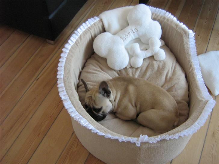 Fransk bulldog Bubbi . ( Før Lordo ) - Man kan vel blive lidt træt billede 4