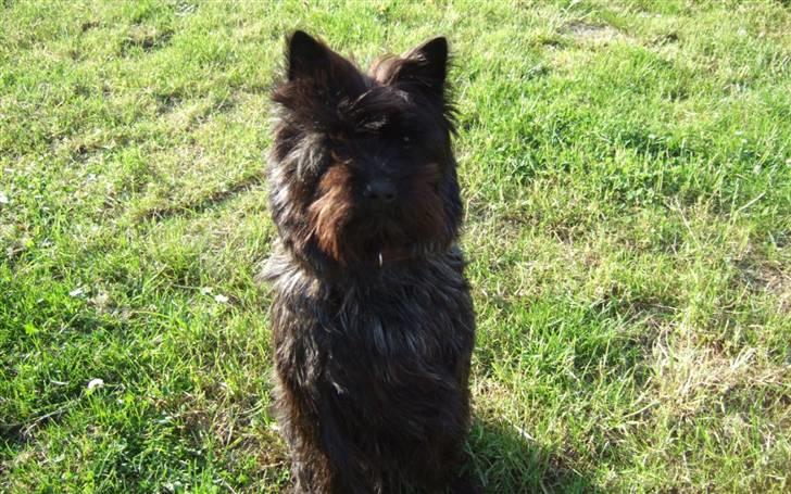 Cairn terrier Taigo billede 1