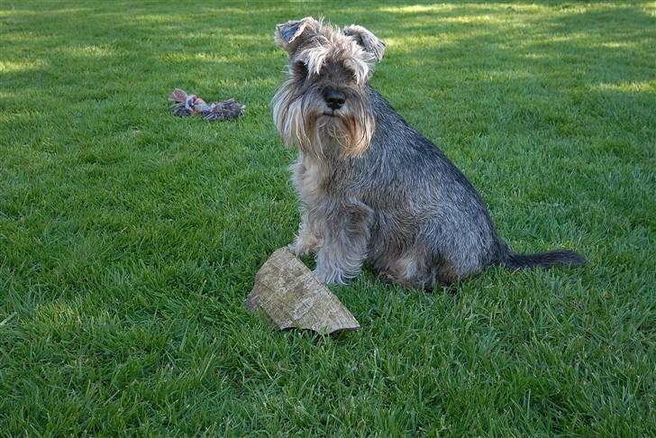 Dvaergschnauzer Muffe billede 15