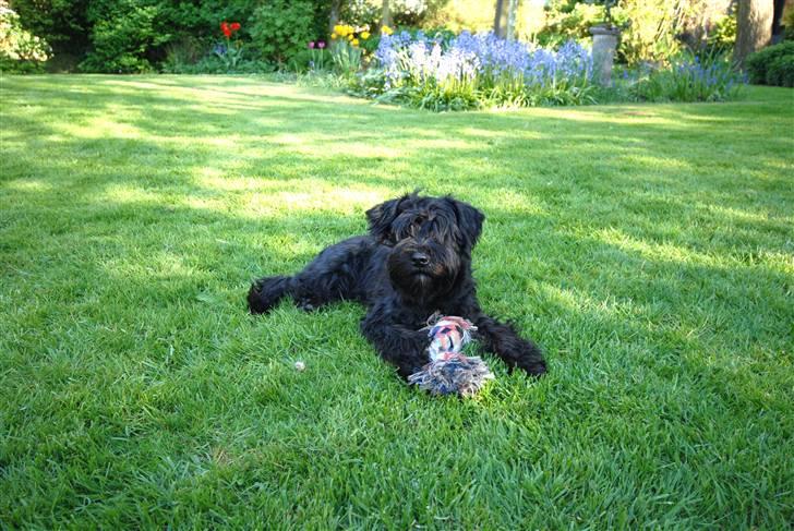 Dvaergschnauzer Kenzo billede 9