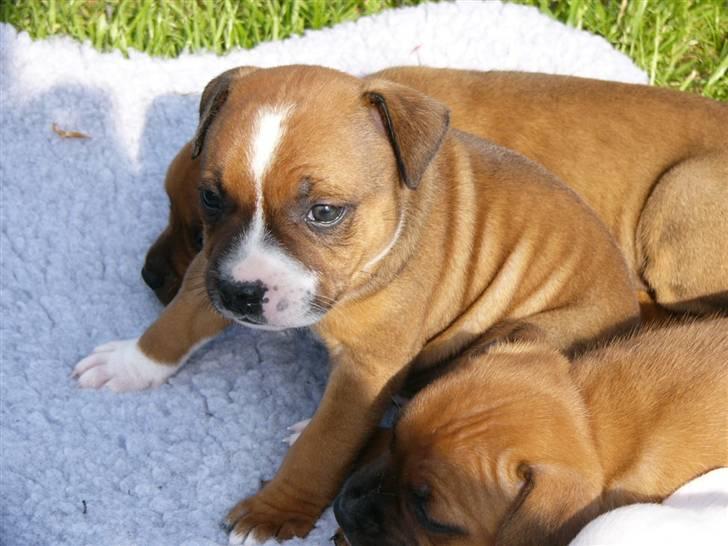 Staffordshire bull terrier Snoop billede 16