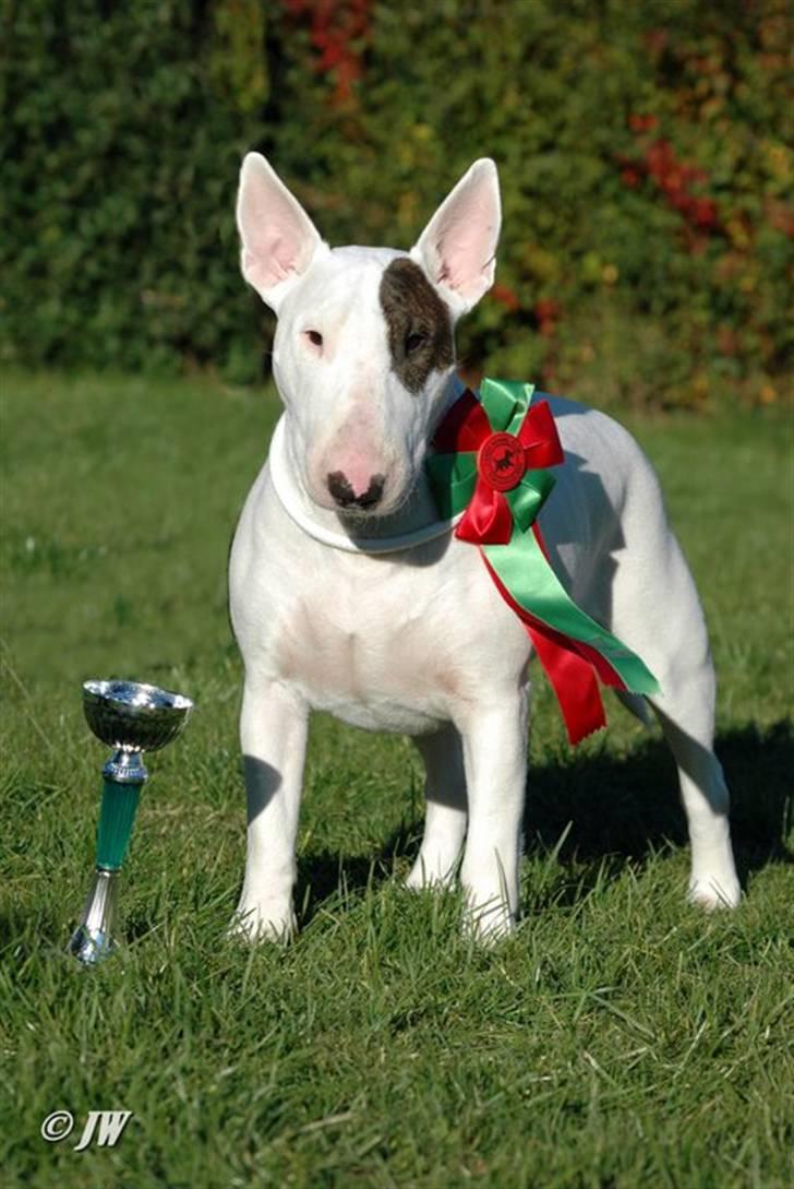 Bullterrier WB's Adorable Disney - Disney 2 1/2år og DKCH billede 2