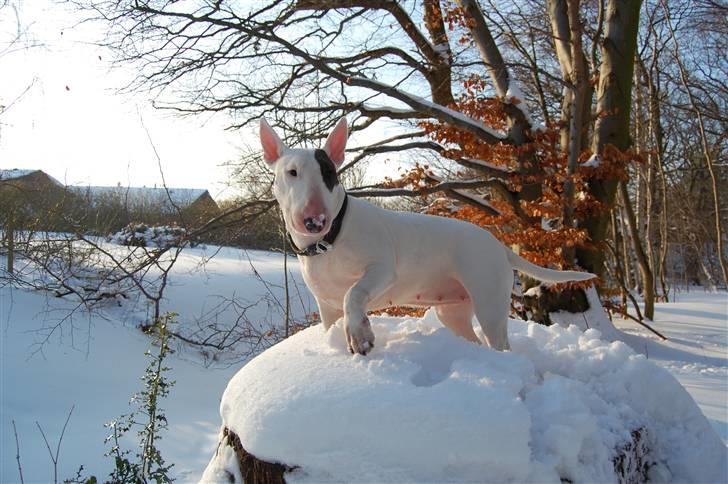 Bullterrier WB's Adorable Disney - Disney næsten 2år billede 3