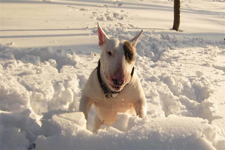 Bullterrier WB's Adorable Disney - Februar 2010 billede 4