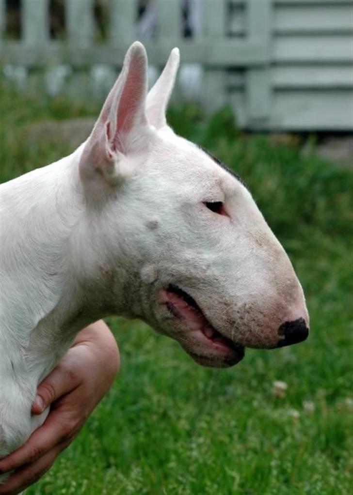 Bullterrier WB's Adorable Disney - August 2009 billede 5