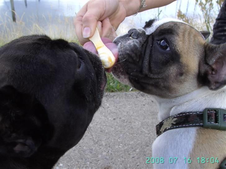 Fransk bulldog chanel - det hårdt at være så træt !! billede 1