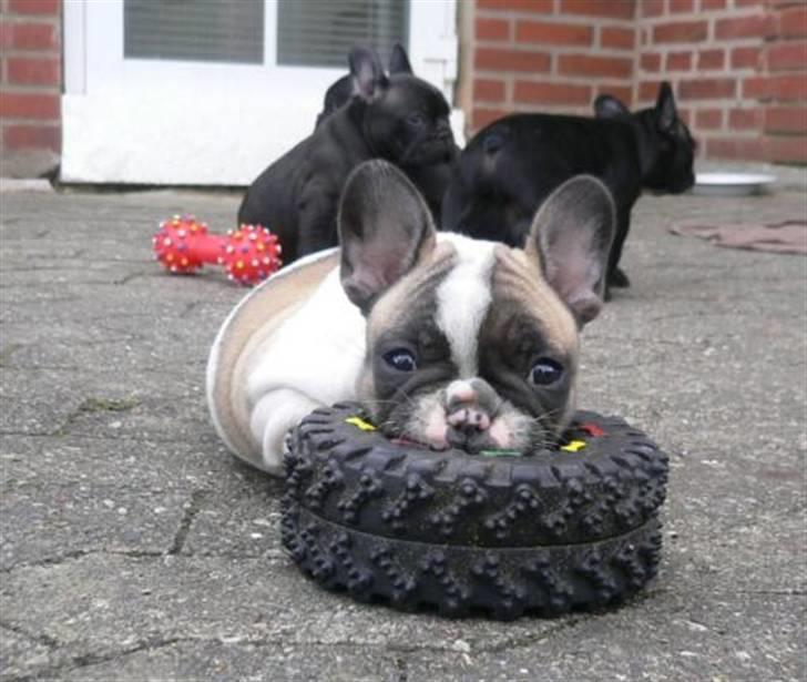 Fransk bulldog chanel - jeg har styr på det ... billede 2