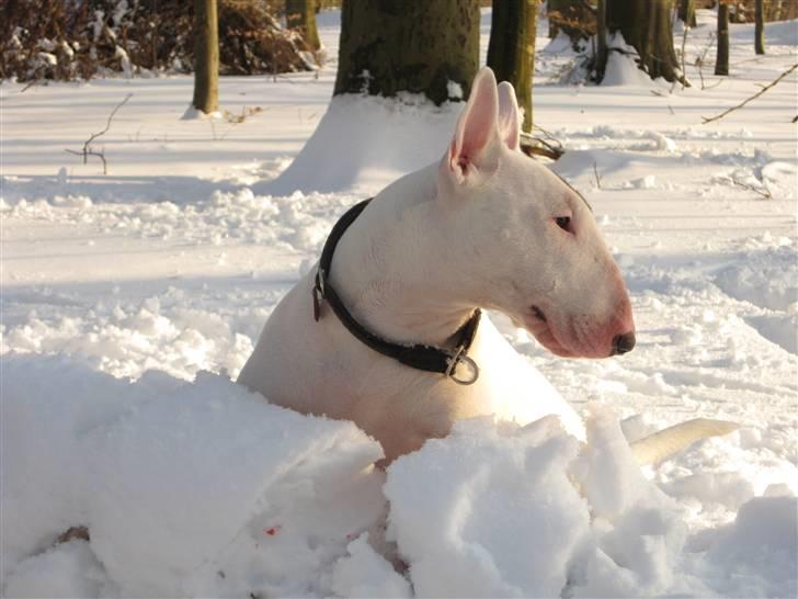 Bullterrier WB's Adorable Disney - februar 2010 billede 6