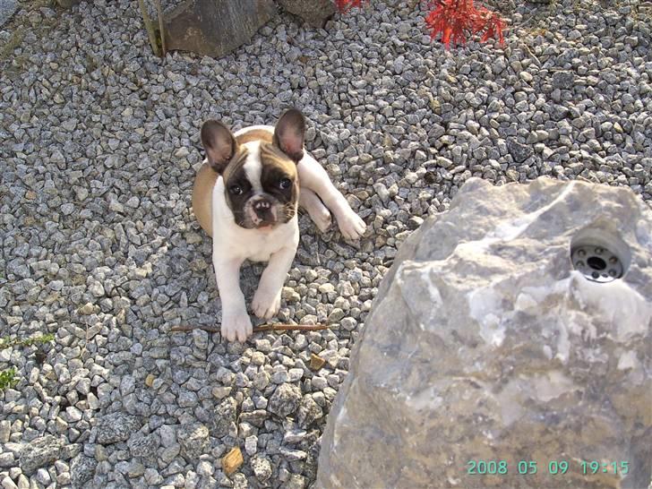 Fransk bulldog chanel - her vogter jeg.... billede 3