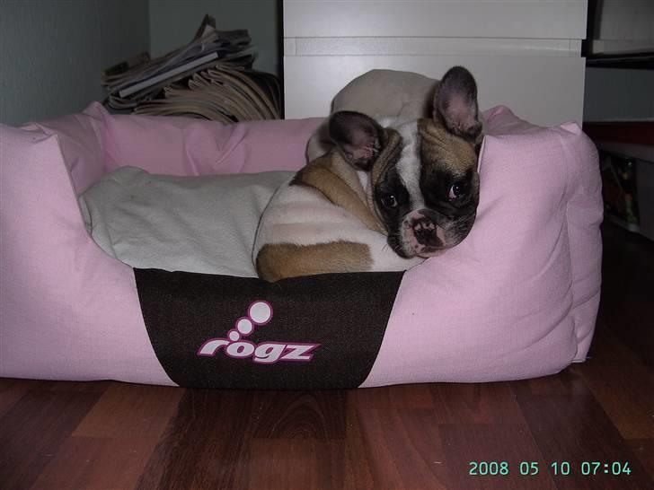 Fransk bulldog chanel - her sover jeg om natten, så min mor li ka´nå mig, når jeg savner mine søskende billede 4