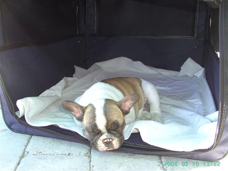 Fransk bulldog chanel - er lige gået i skyggen. billede 5