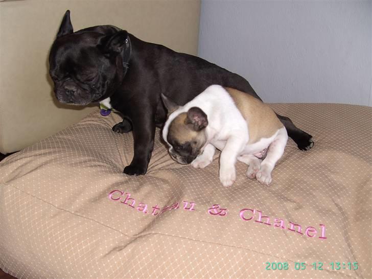 Fransk bulldog chanel - her er min søater chateau på 6 år, hun synes jeg er skide forstyrende. men jeg tror hun er ved at vænne sig til jeg er her!! billede 6