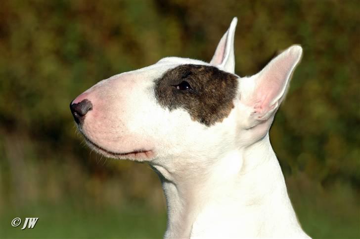 Bullterrier WB's Adorable Disney - 2 1/2år billede 9