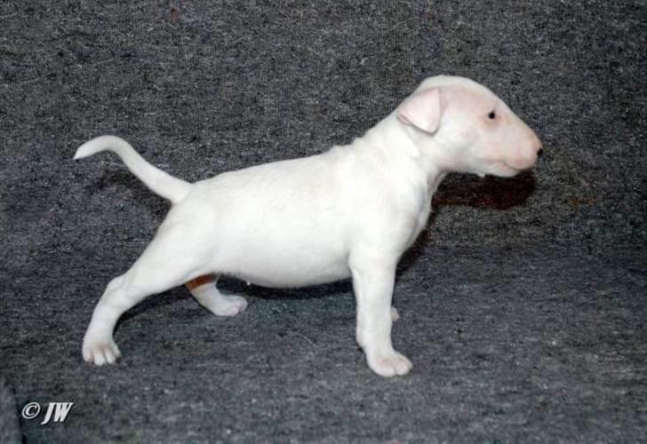 Bullterrier WB's Adorable Disney - ca. 6 uger gammel billede 10