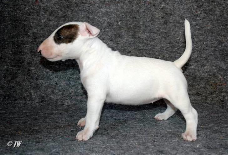 Bullterrier WB's Adorable Disney - ca. 6 uger gammel billede 11