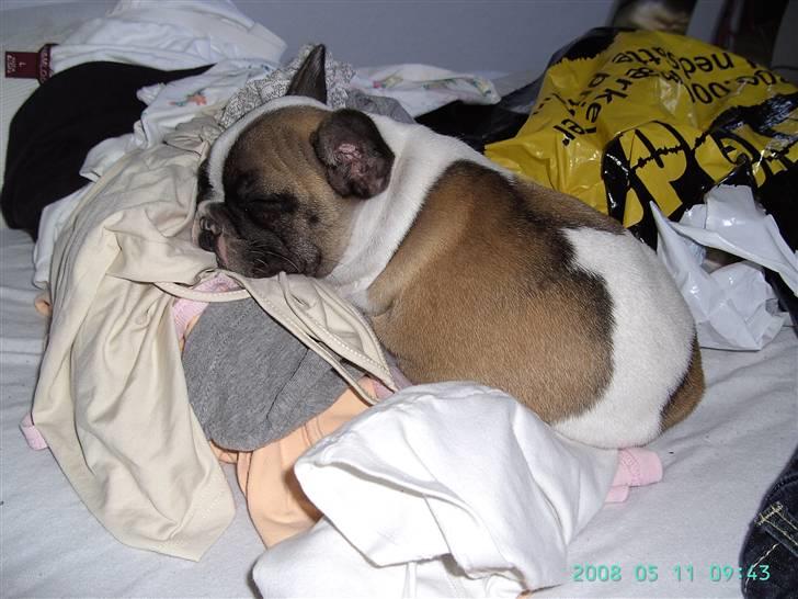 Fransk bulldog chanel - Lykken er: teenageværelse og en bunke tøj... billede 7