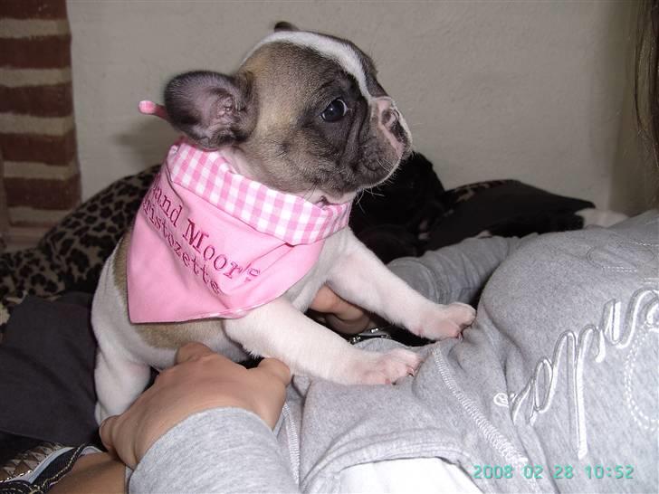 Fransk bulldog chanel - er jeg ikke bare dejlig? billede 8