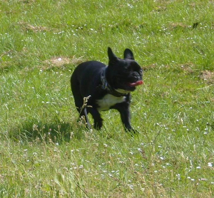 Fransk bulldog Fie - Hejsa . Det er så mig Fie billede 1