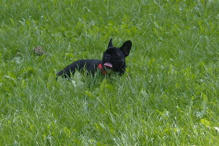 Fransk bulldog Fie billede 2