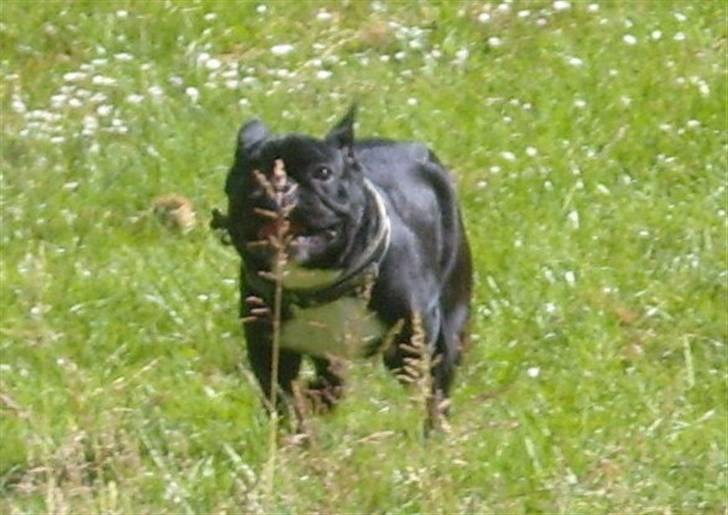 Fransk bulldog Fie billede 3