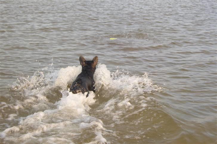 Fransk bulldog Fie - lille hund stor sprøjt billede 5