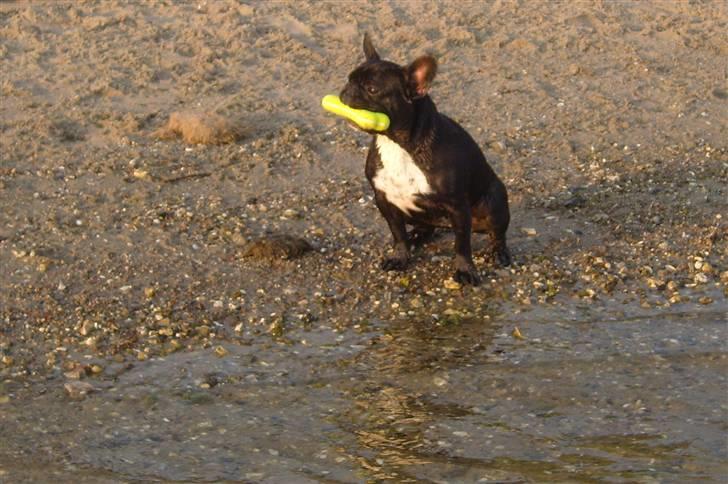 Fransk bulldog Fie billede 6