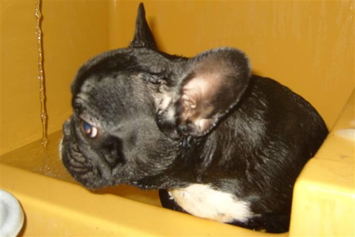 Fransk bulldog Fie - Æv jeg rullede mig jo bare i en død frø billede 8