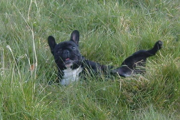 Fransk bulldog Fie - HOV billede 10