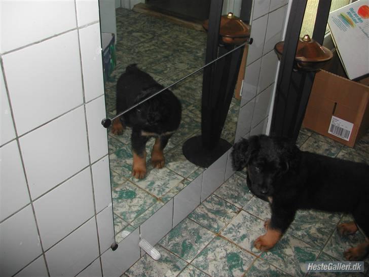 Blanding af racer phoebe - hvem er det der står der mor? billede 15