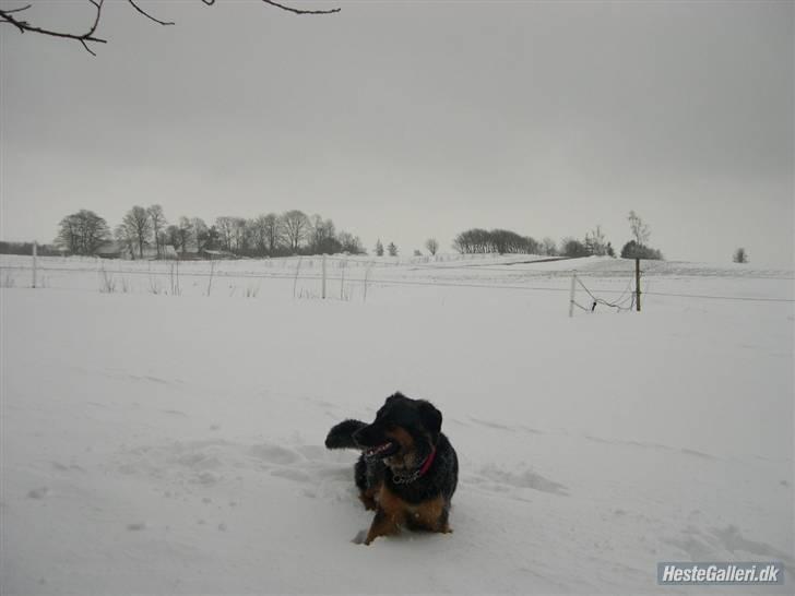 Blanding af racer phoebe - jaa sne jeg elsker sne billede 16