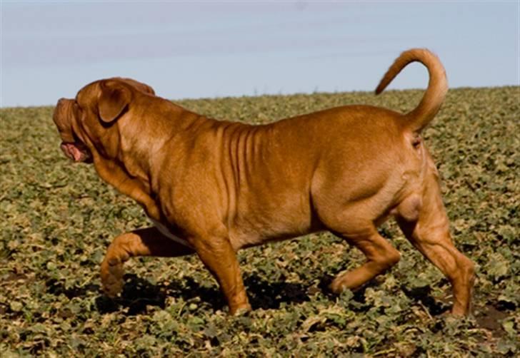 Dogue de bordeaux Jack - R.I.P billede 5