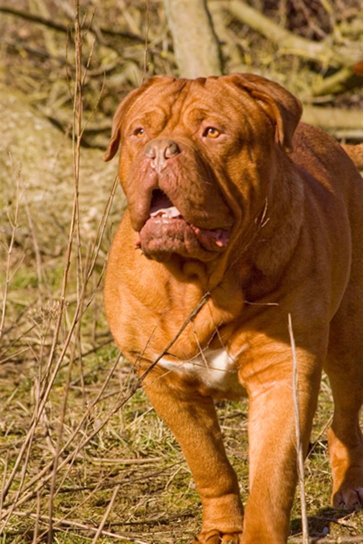 Dogue de bordeaux Jack - R.I.P billede 6