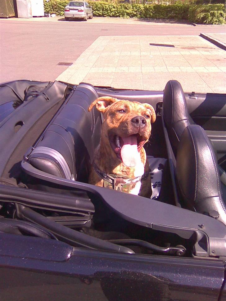 Amerikansk staffordshire terrier R.I.P True Staff Gandalf billede 14