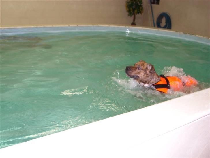 Amerikansk staffordshire terrier R.I.P True Staff Gandalf billede 15