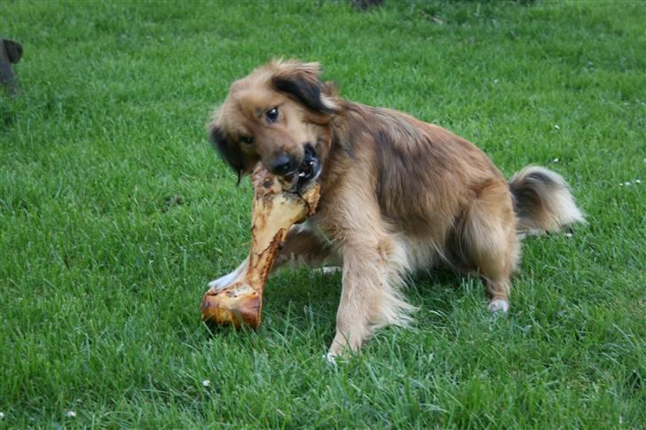 Blanding af racer Corgi billede 14