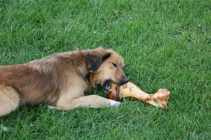 Blanding af racer Corgi billede 15