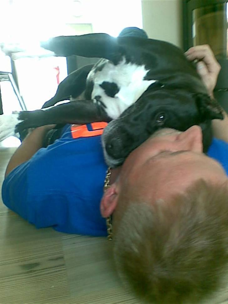 Amerikansk staffordshire terrier Chamonix - Skødehund :) billede 17