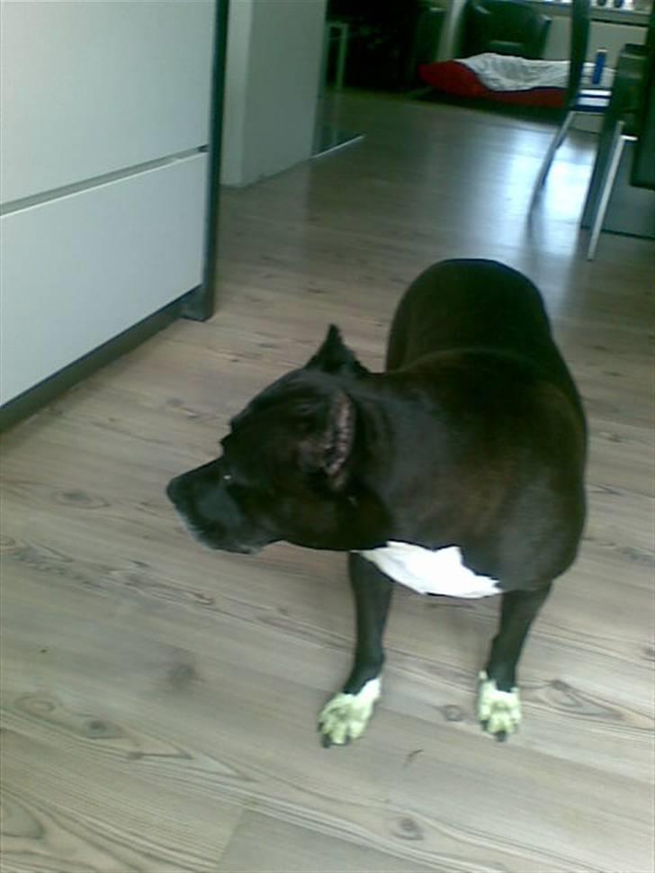Amerikansk staffordshire terrier Chamonix - Se jeg har fået grønne fødder :) billede 18