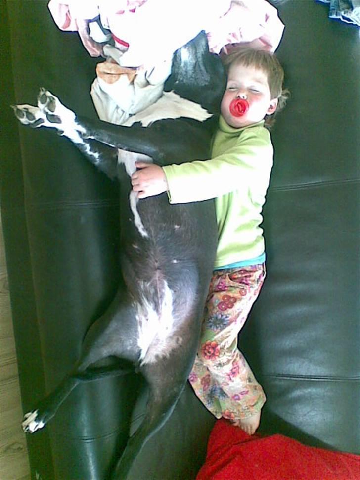 Amerikansk staffordshire terrier Chamonix - Lige en eftermiddagslur midt i vasketøjet.. Hmm billede 19