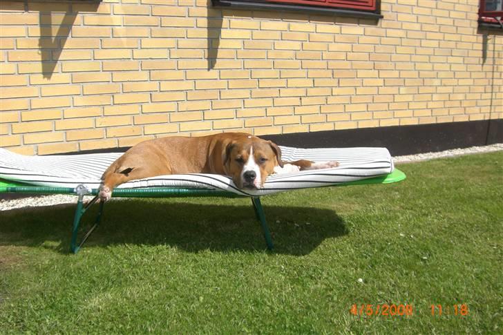 Amerikansk staffordshire terrier Donna  - Hun skal jo holde farven brun (: billede 5